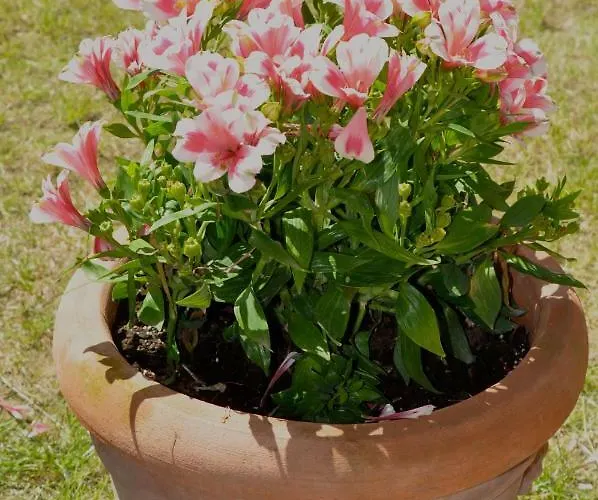 Pixel Nocleg ze śniadaniem Rawenna